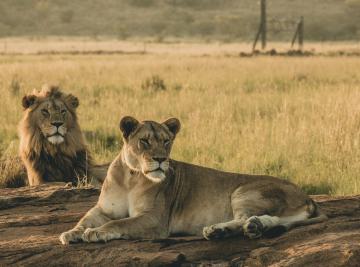 Qual è il periodo migliore per un safari in Africa?