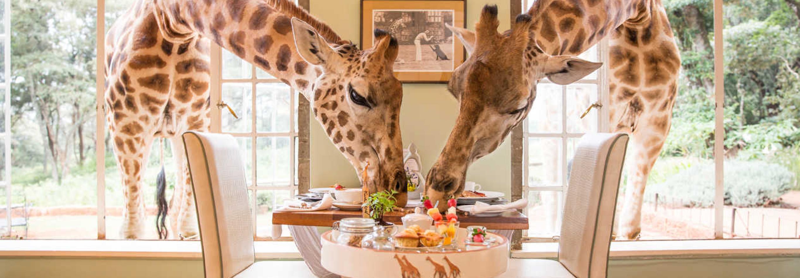 Kenya – Nairobi – Giraffe Manor Boutique Hotel