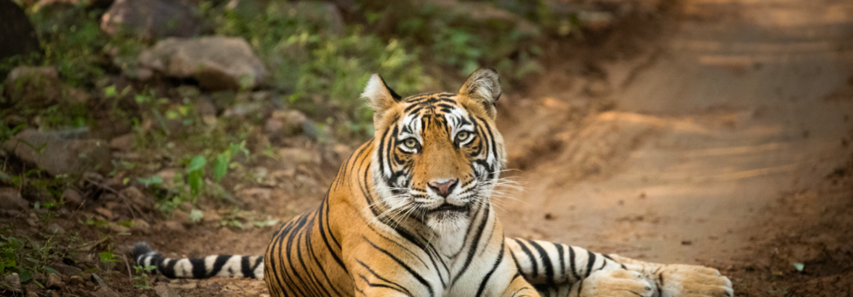 Focus: gli occhi della Tigre