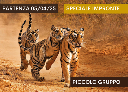 Focus: gli occhi della Tigre