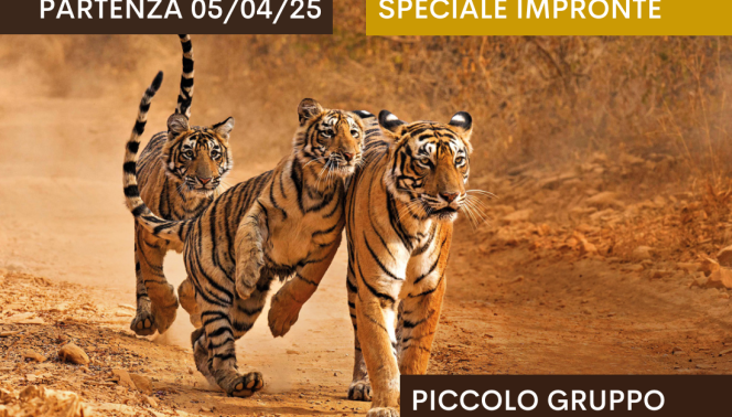 Focus: gli occhi della Tigre