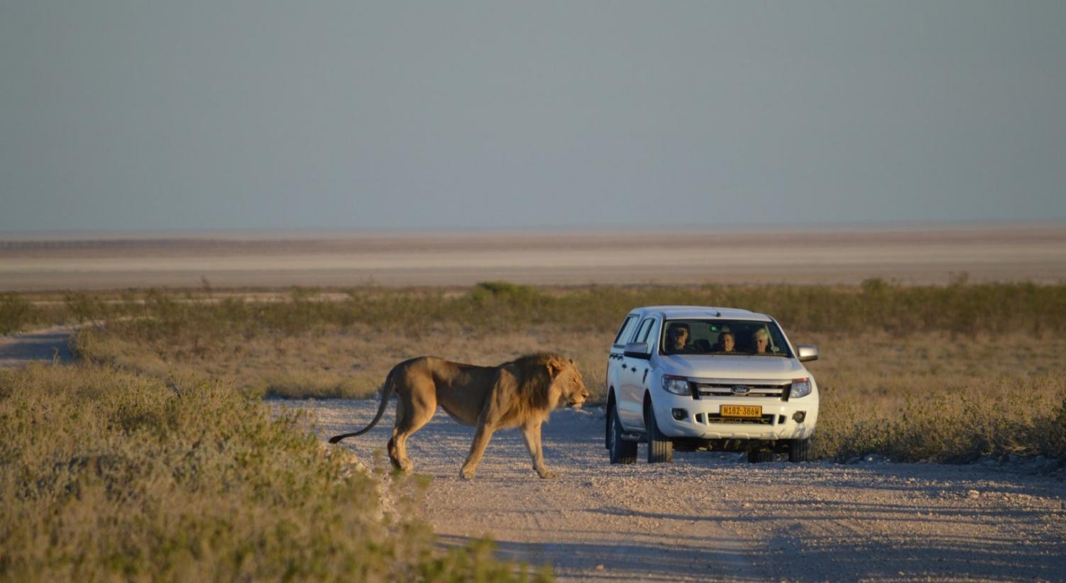 Safari guidato o in self drive