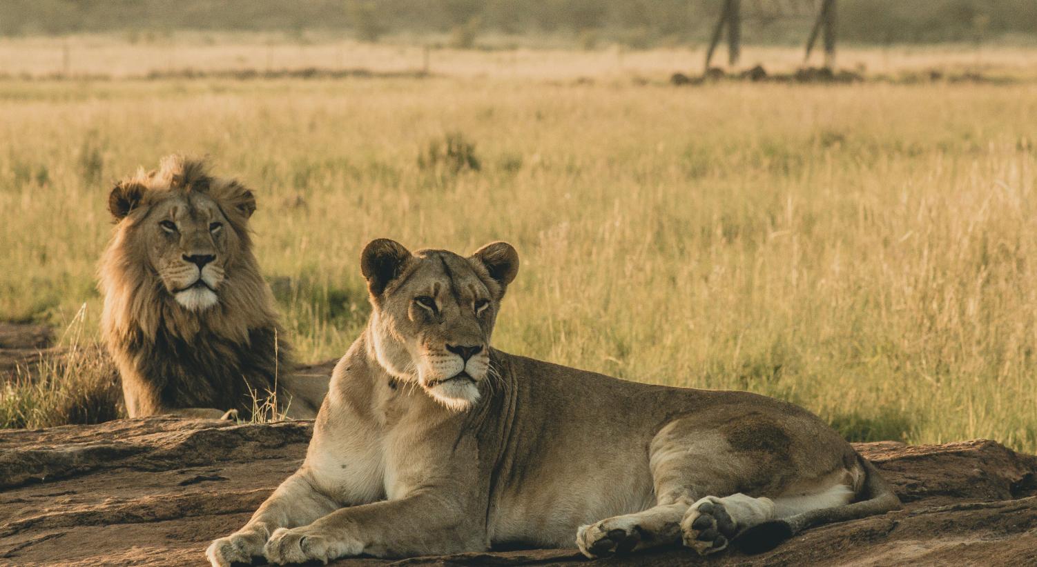 Qual è il periodo migliore per un safari in Africa?