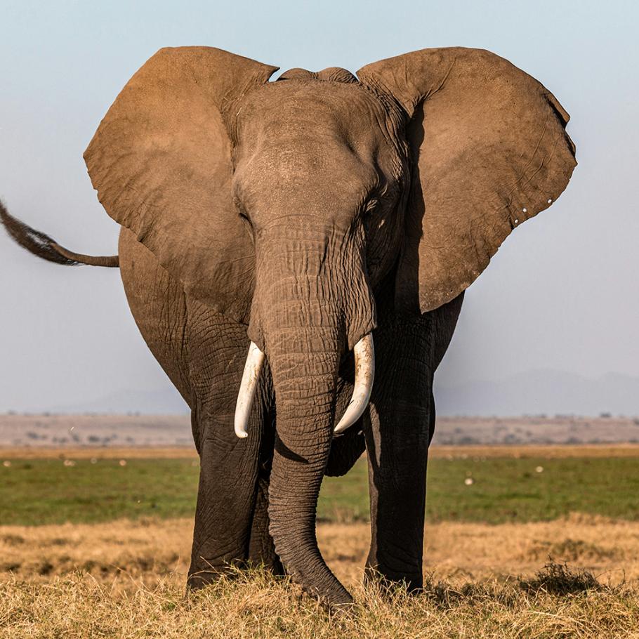 Elefante Amboseli Kenya
