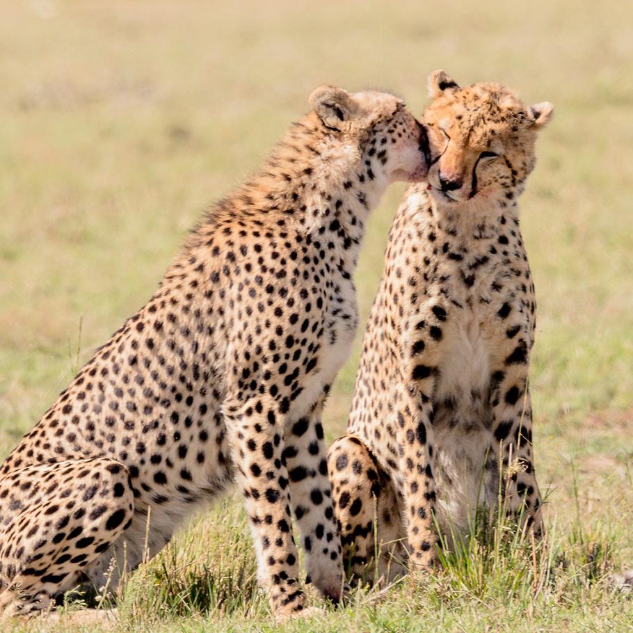 Ghepardi Masai Mara Kenya