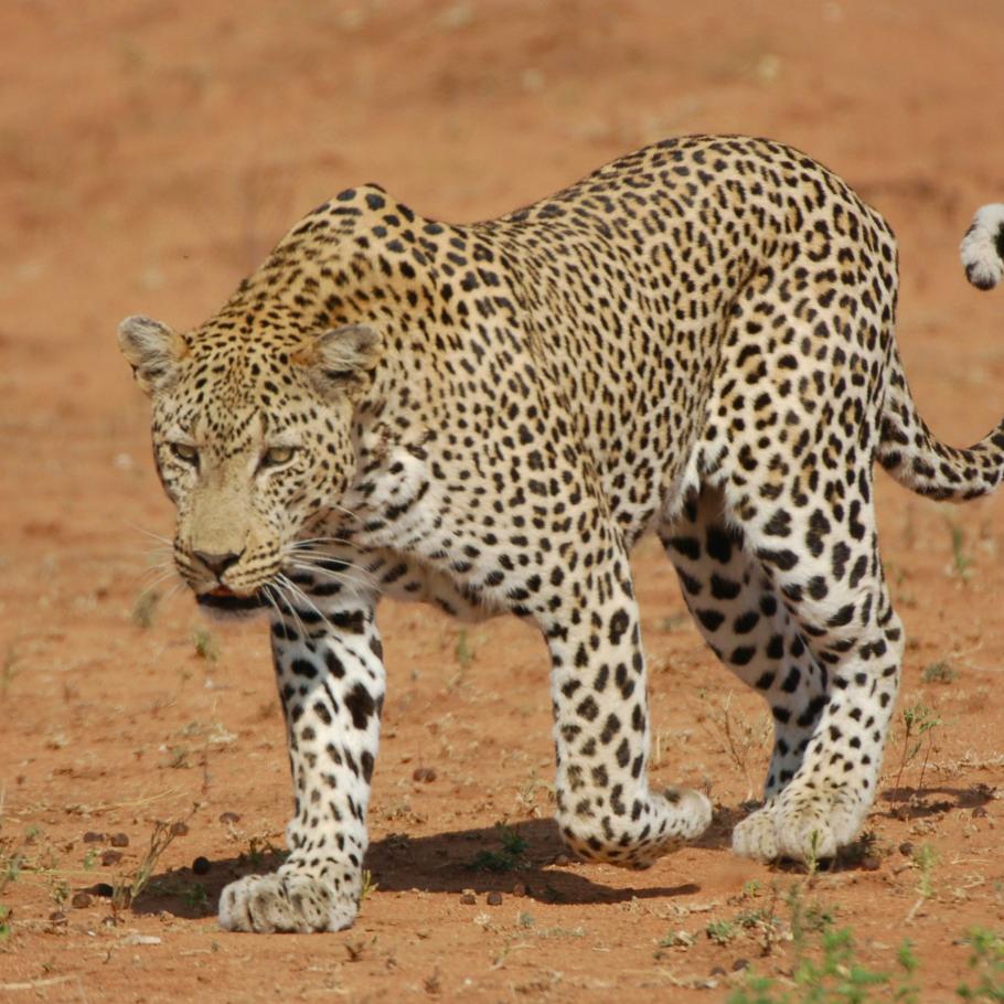 Leopardo Masai Mara Kenya