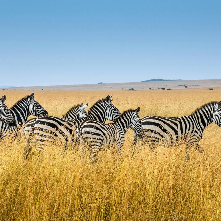 Zebre Amboseli Kenya