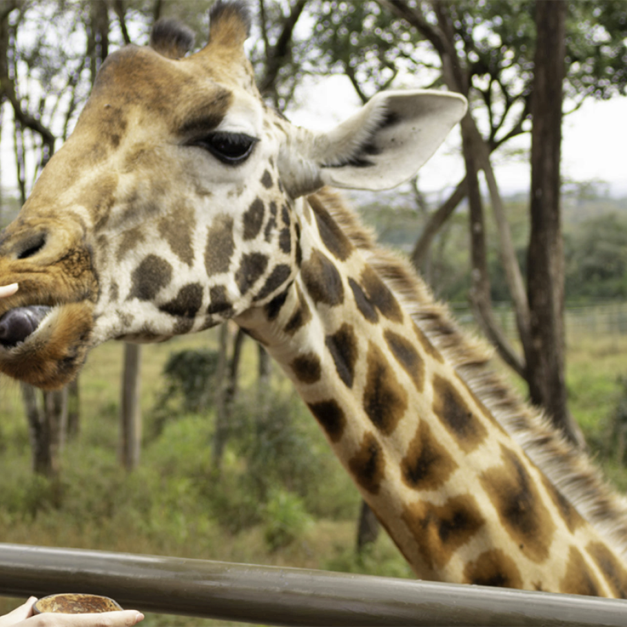 Kenya - Safari con bambini
