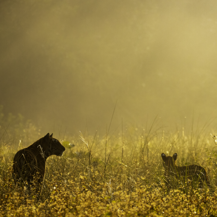 India - Nel regno della tigre