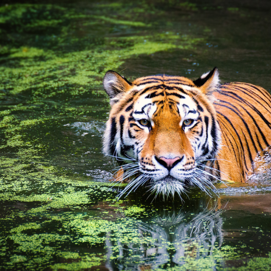 Focus: gli occhi della Tigre