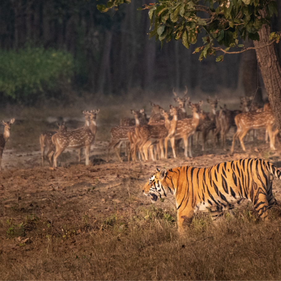 India - Nel regno della tigre