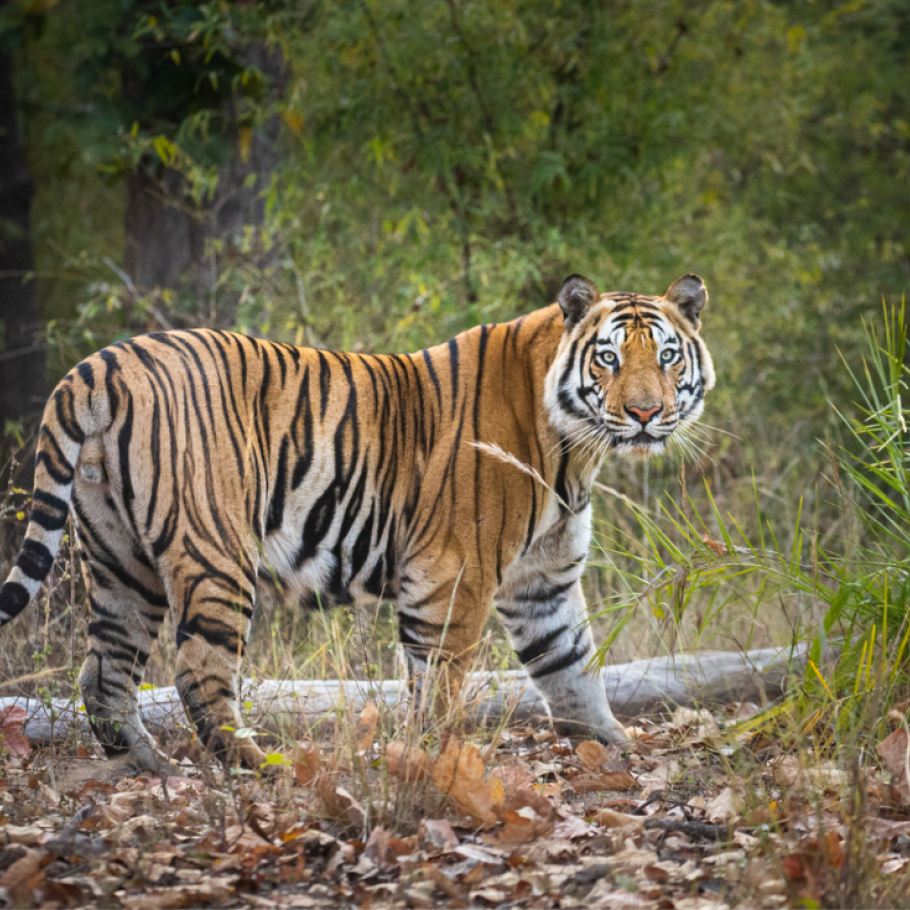 India - Nel regno della tigre