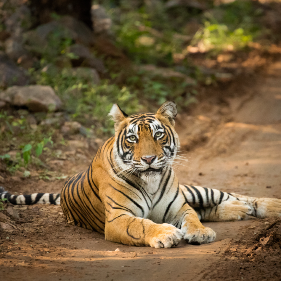 Focus: gli occhi della Tigre