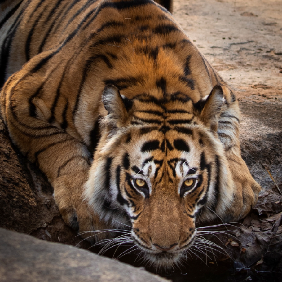 Focus: gli occhi della Tigre