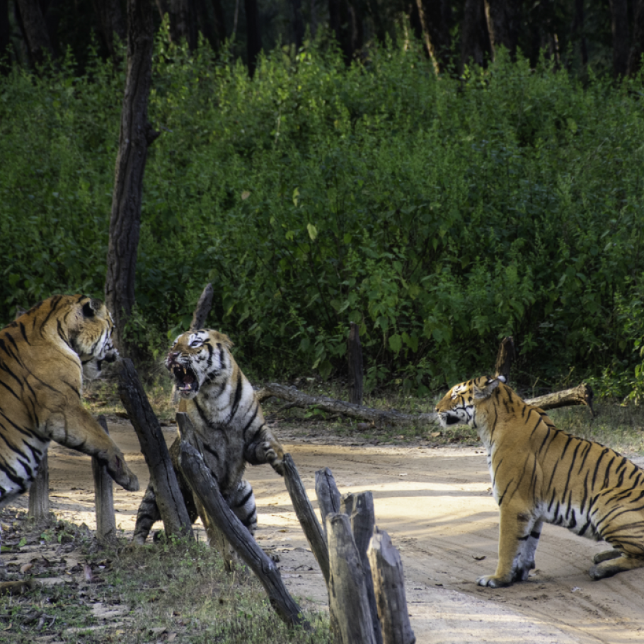 India - Nel regno della tigre