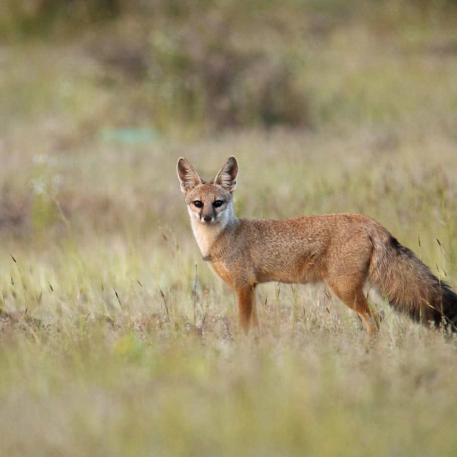 Focus: gli occhi della Tigre