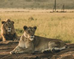 Qual è il periodo migliore per un safari in Africa?